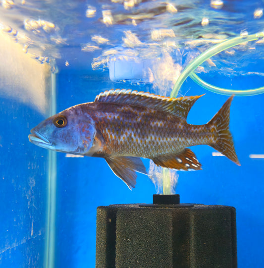 Fuscotaeniatus