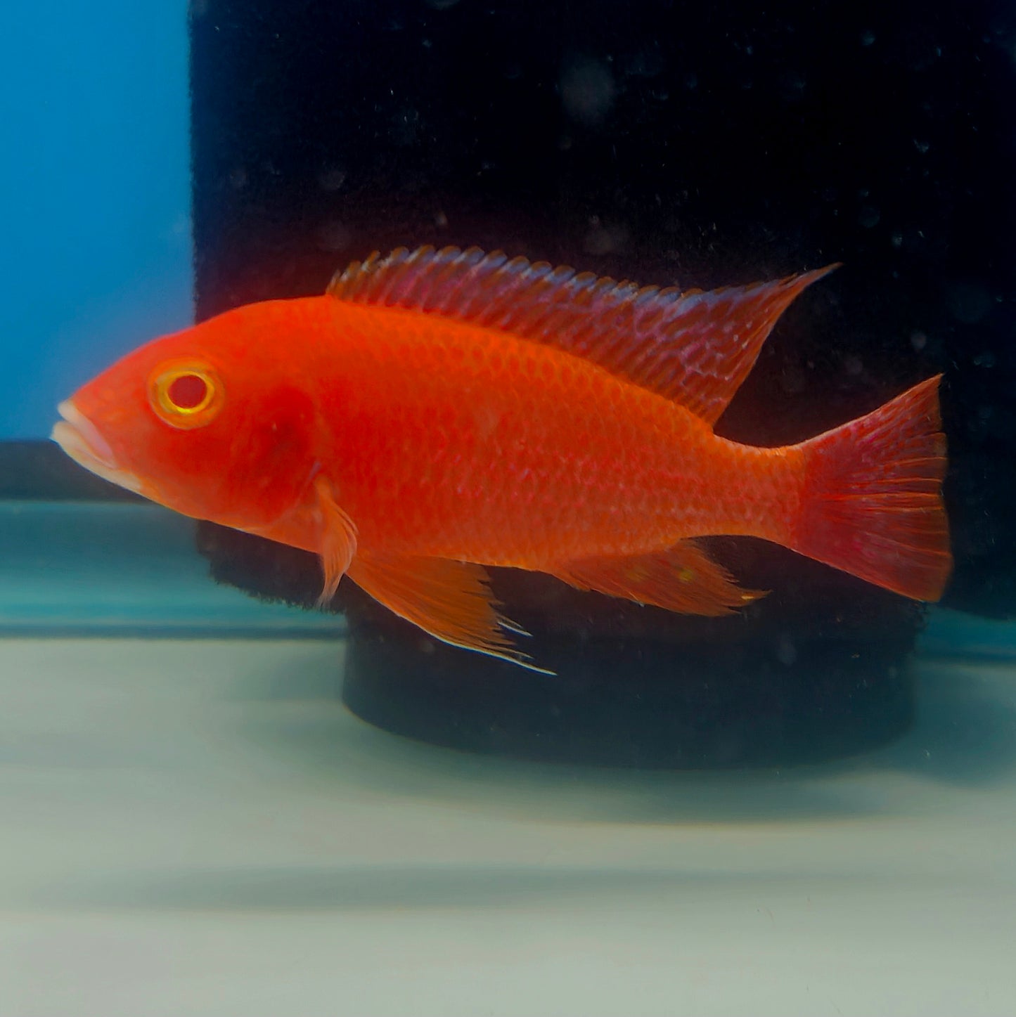 Strawberry Dragon Blood