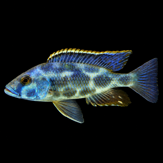 Livingstoni