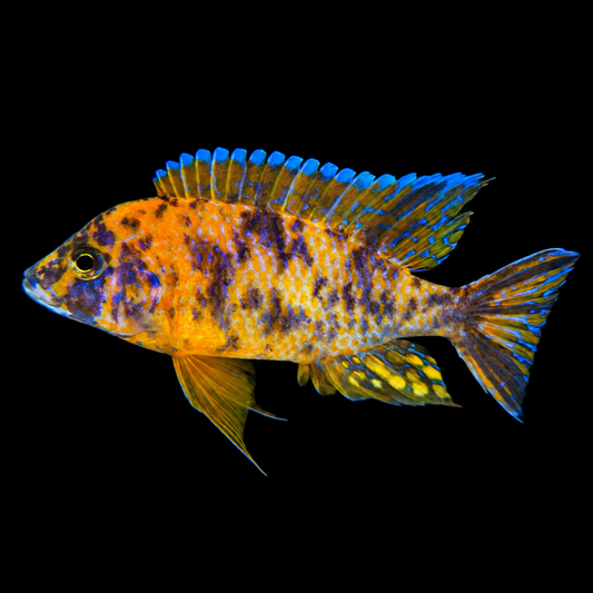 OB Red Peacock