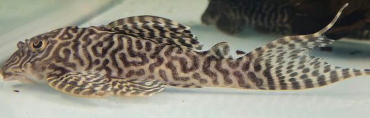 Belo Monte Pleco L400