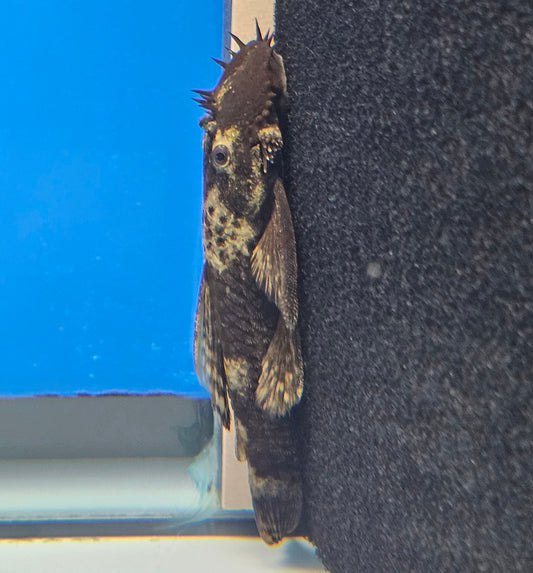 Common Bristlenose