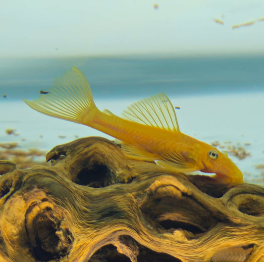 Blue Eye Lemon Bristlenose