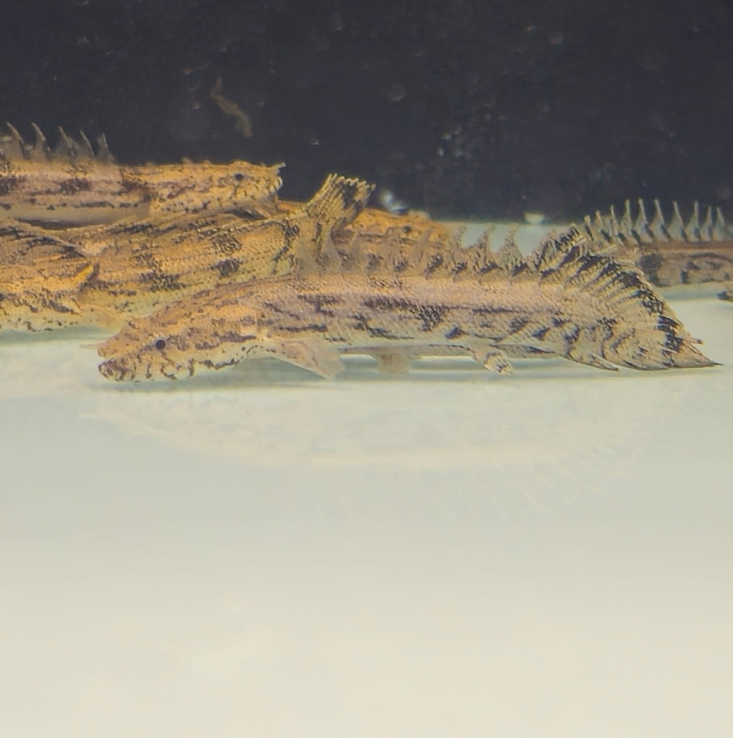 Endlicheri Bichir