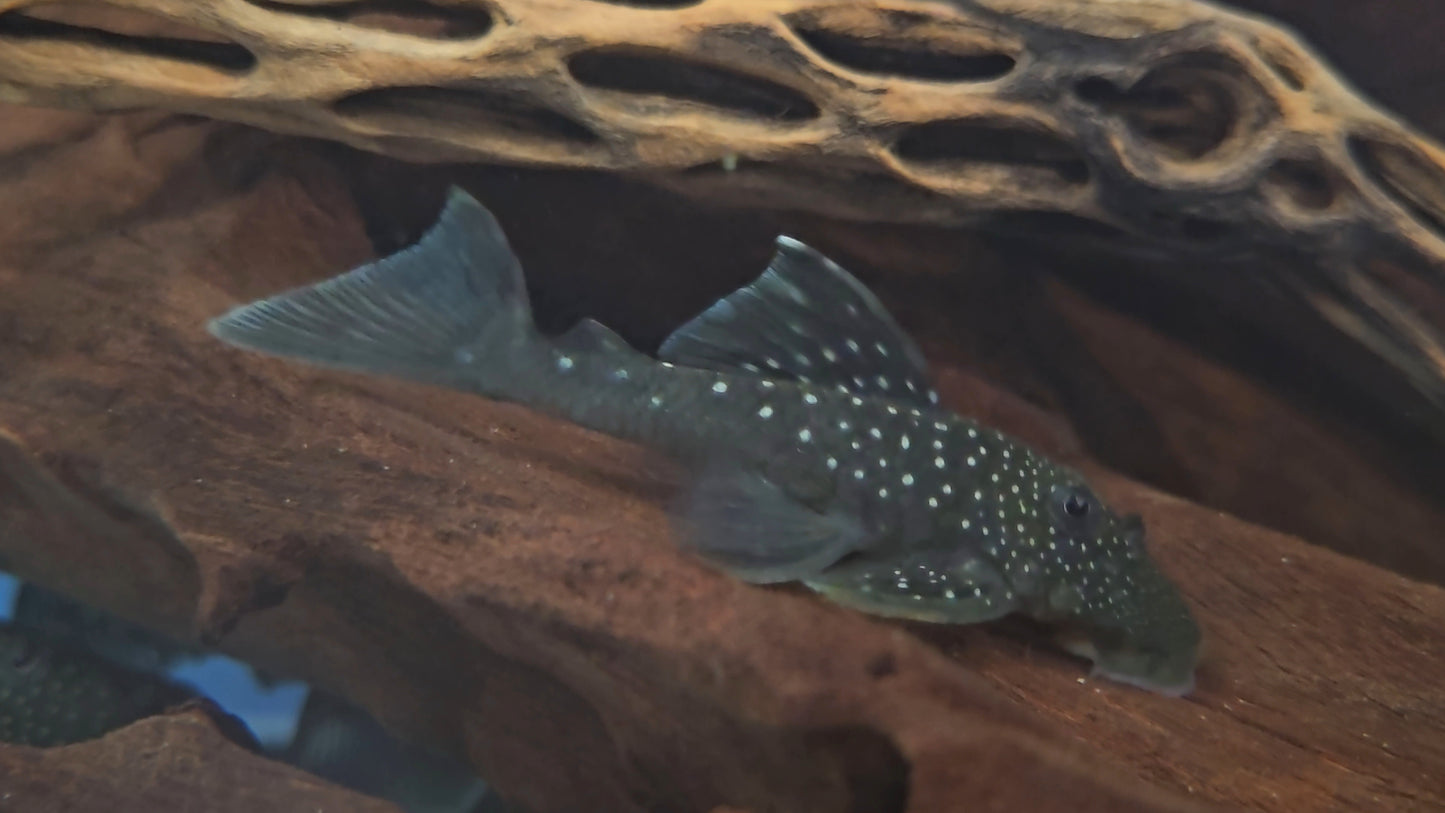 Blue Phantom Pleco