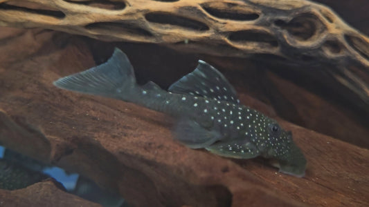 Blue Phantom Pleco