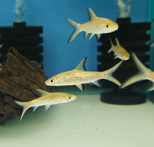 Bala Shark