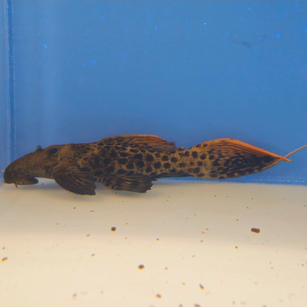 L273 Red Titanic Pleco