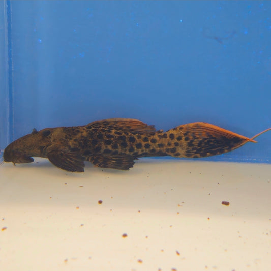 L273 Red Titanic Pleco