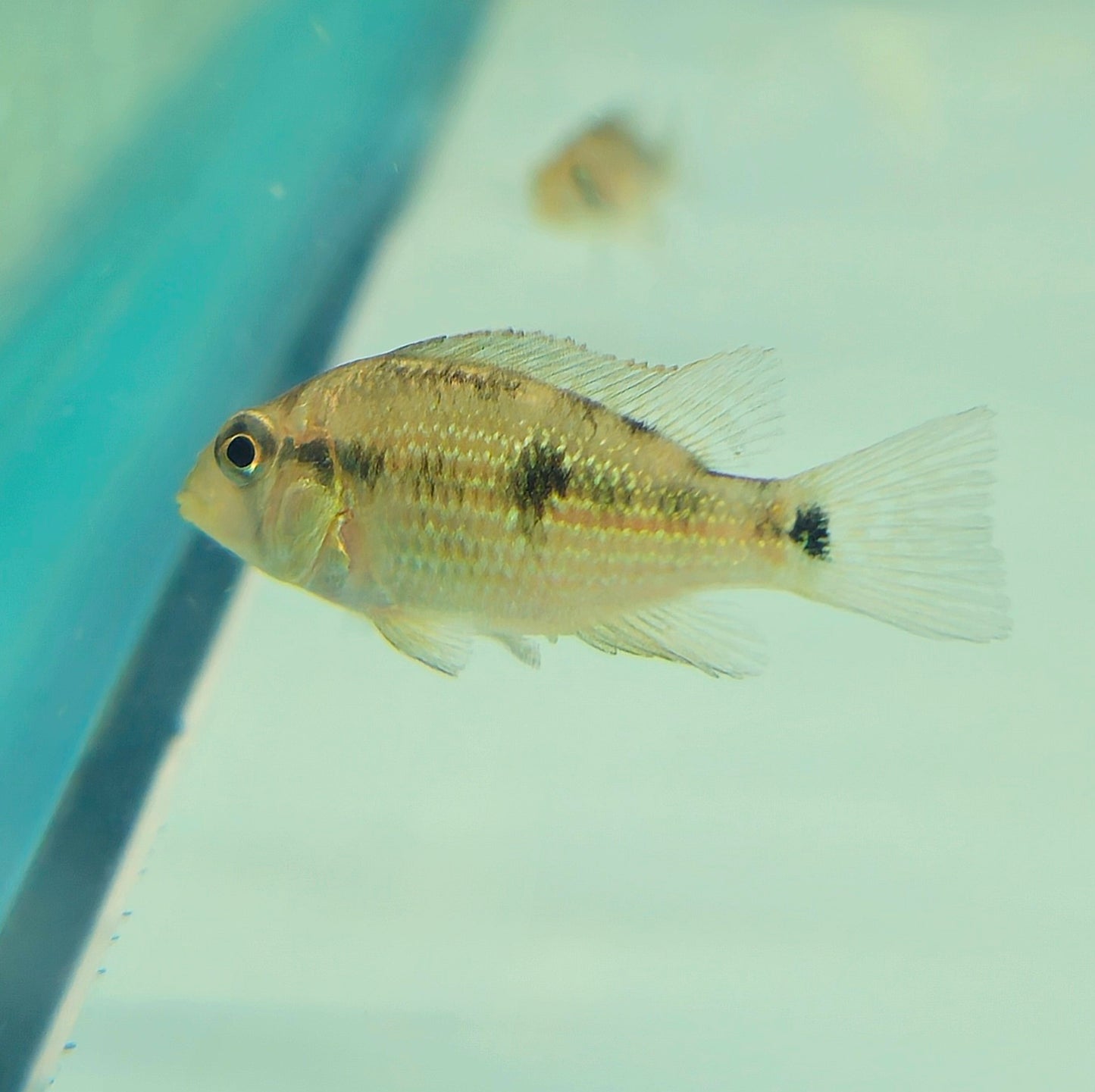Geophagus Gold Dust