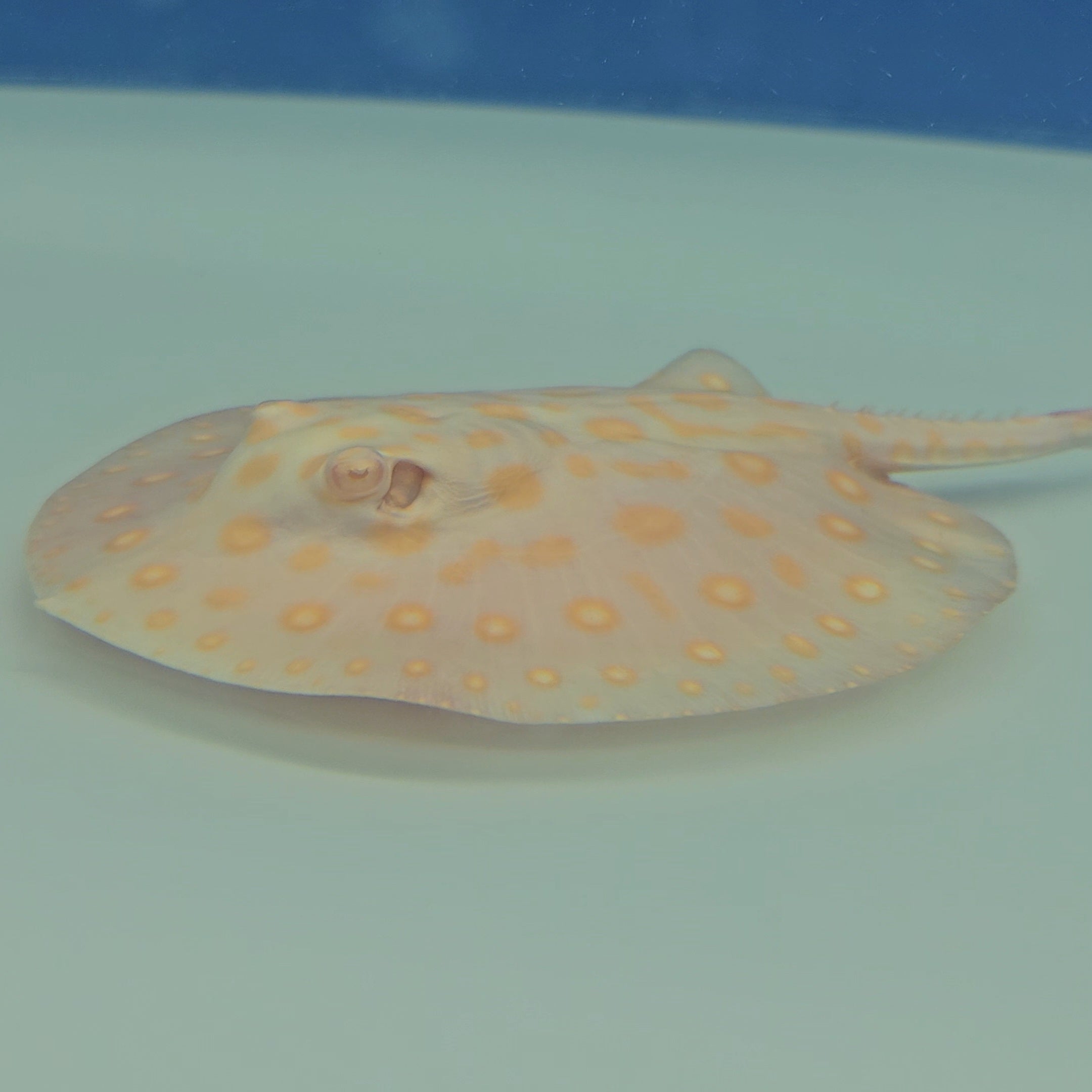 ダイヤモンドスティングレイ Diamond stingray - Wikipedia