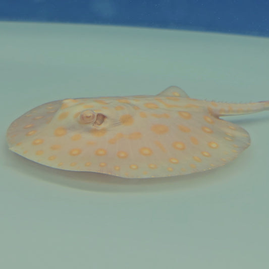 Albino Black Diamond Stingray