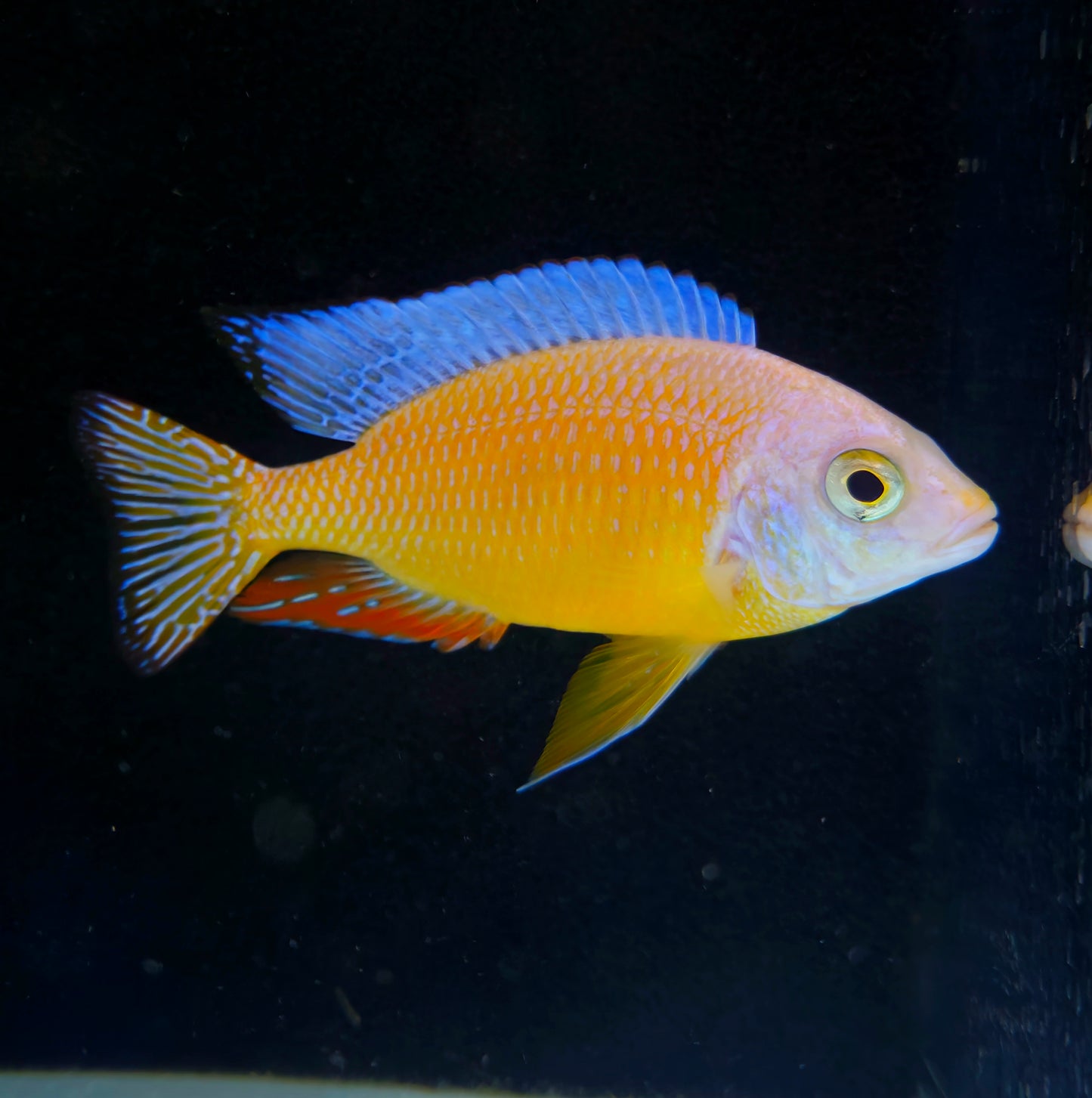 Albino Taiwan Reef