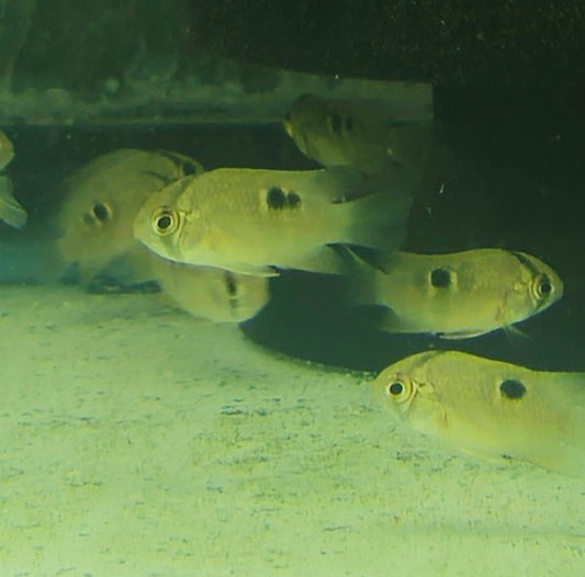 Keyhole Cichlid