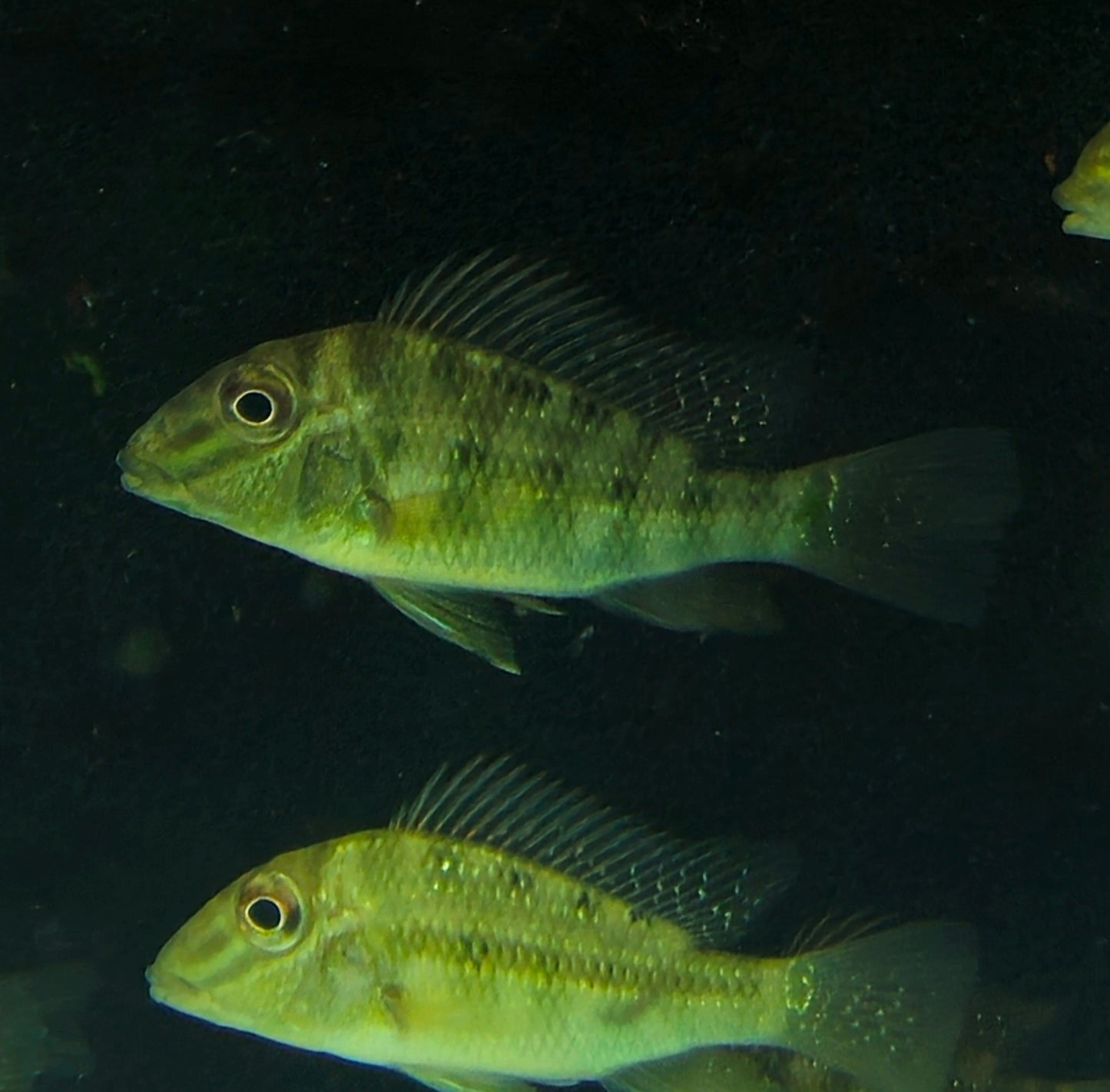 Geophagus Pappaterra