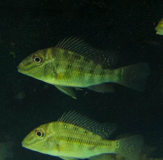 Geophagus Pappaterra