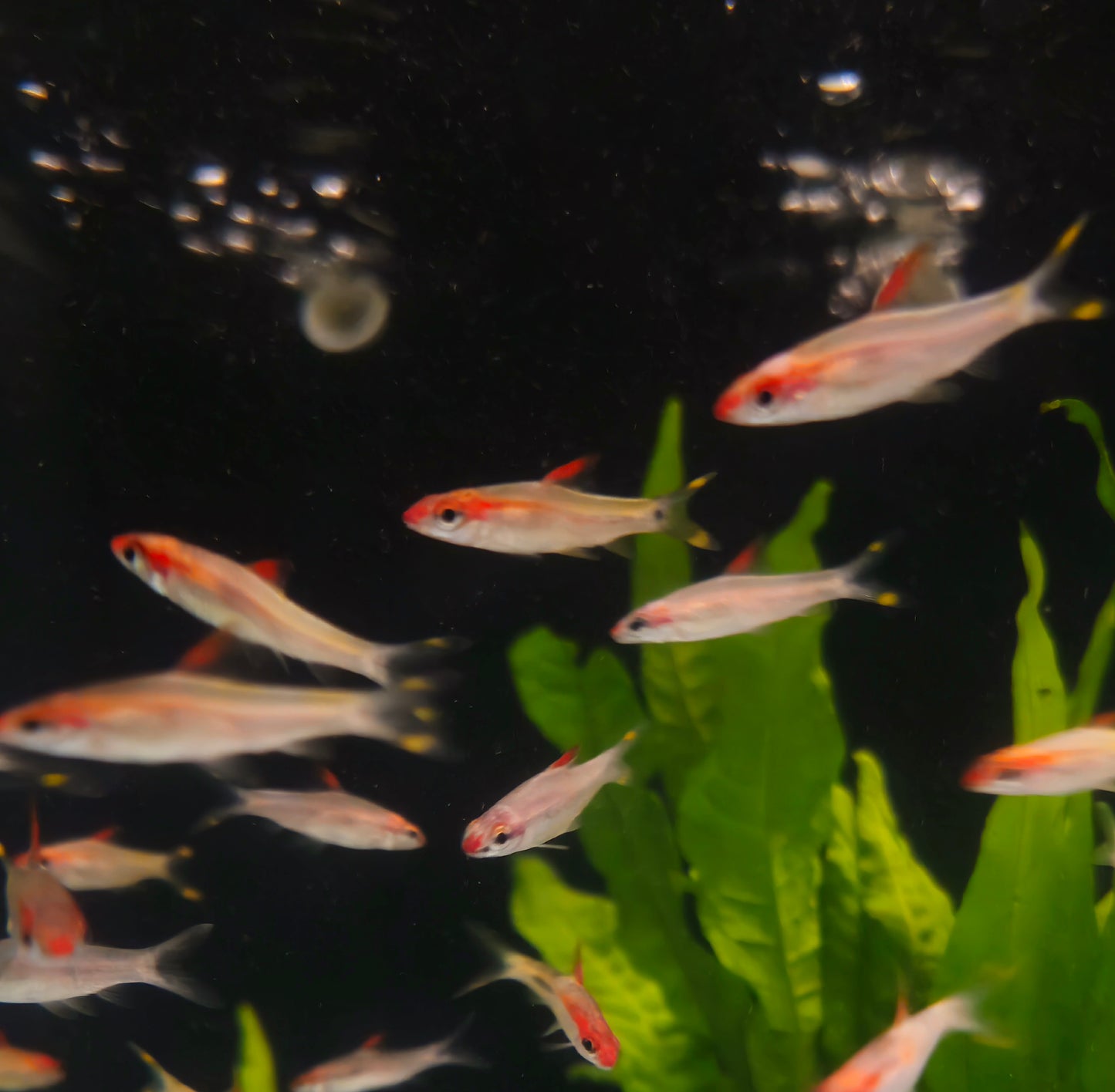 Golden Roseline Shark