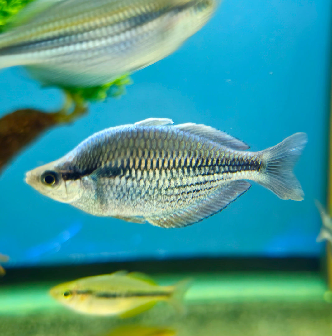 Schooling/Dither Fish – Global Exoticquatics