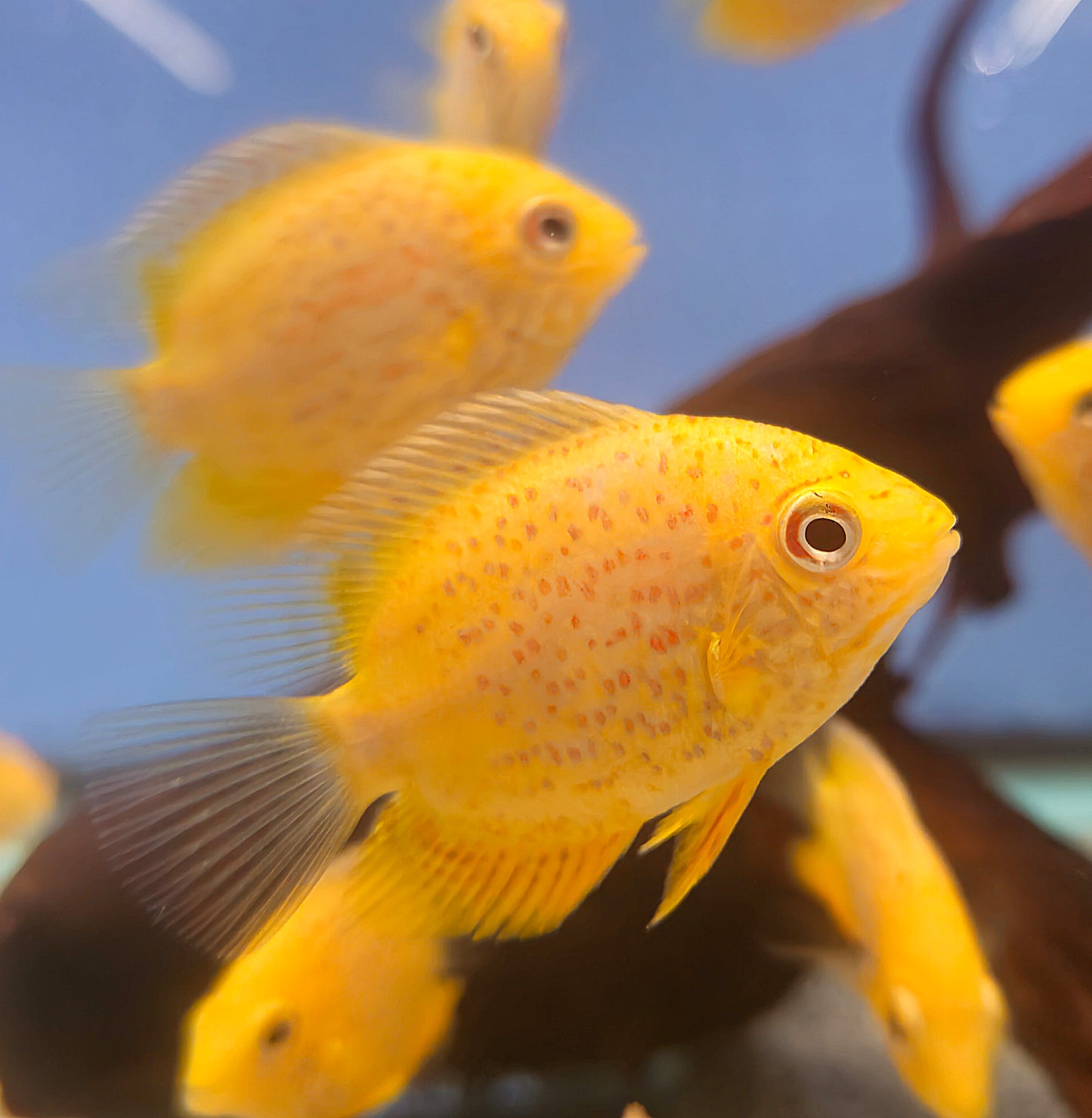 Red Spot Severum