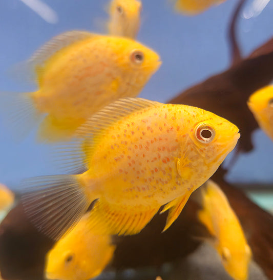 Red Spot Severum