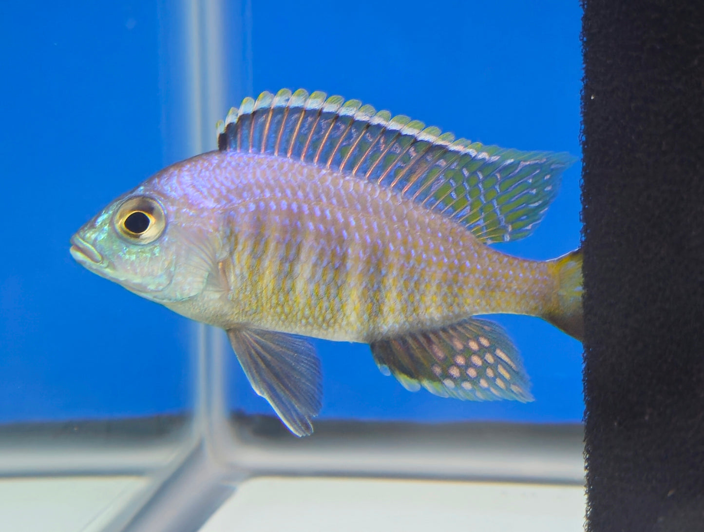 Jalo Reef