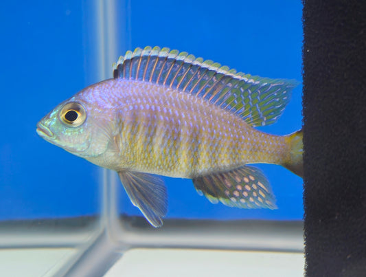 Jalo Reef
