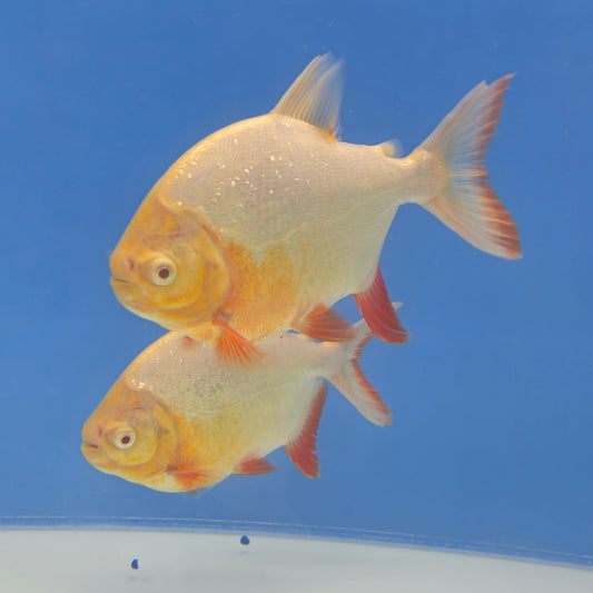Albino Red Pacu
