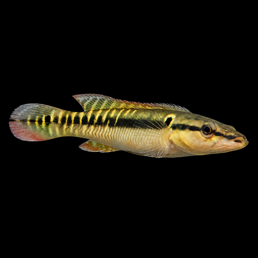 Zebrina Pike