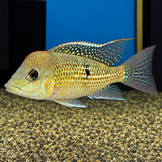 Geophagus Gold Dust