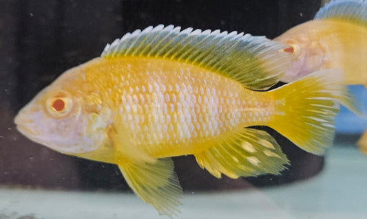 Albino Yellow