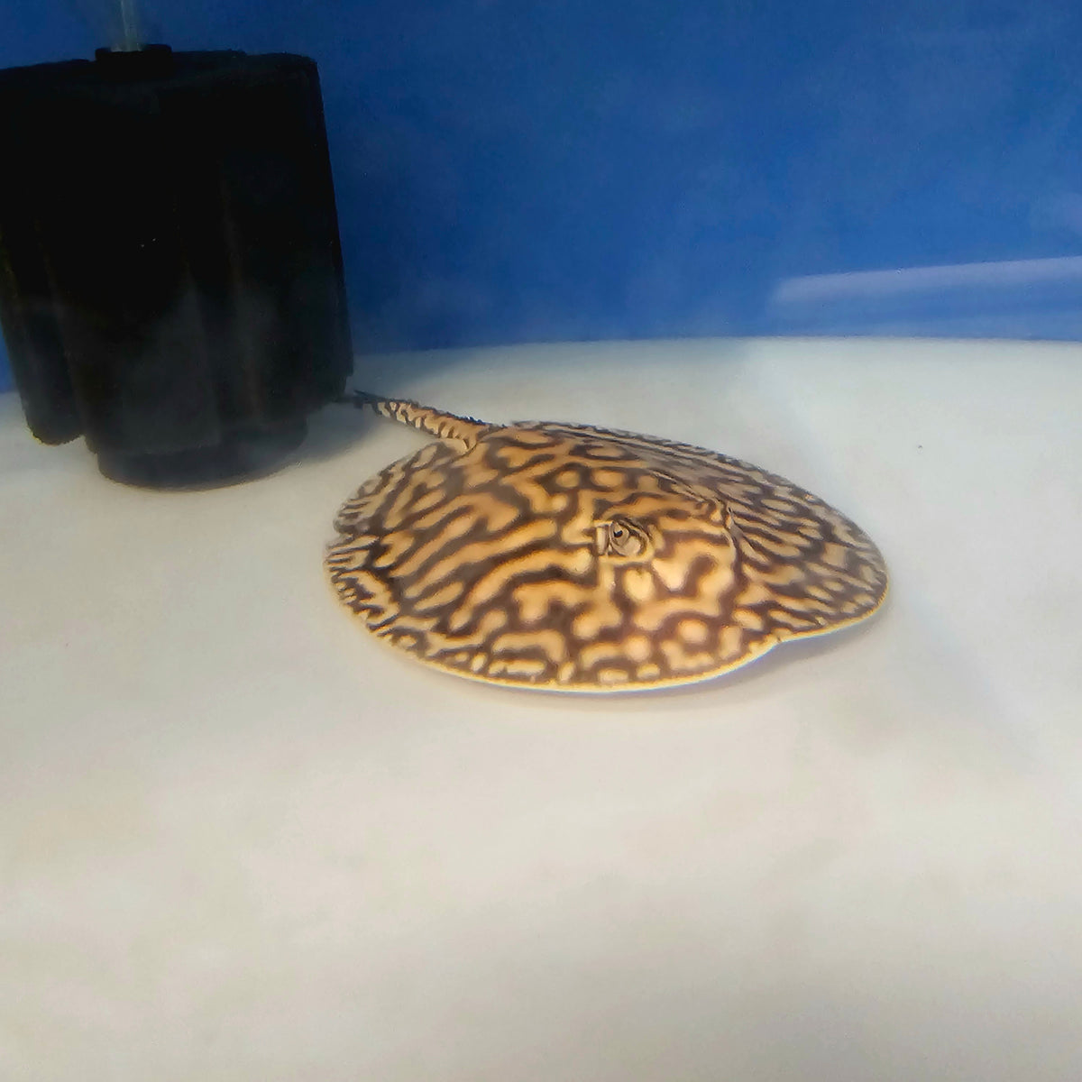 Black Diamond Hybrid Stingray