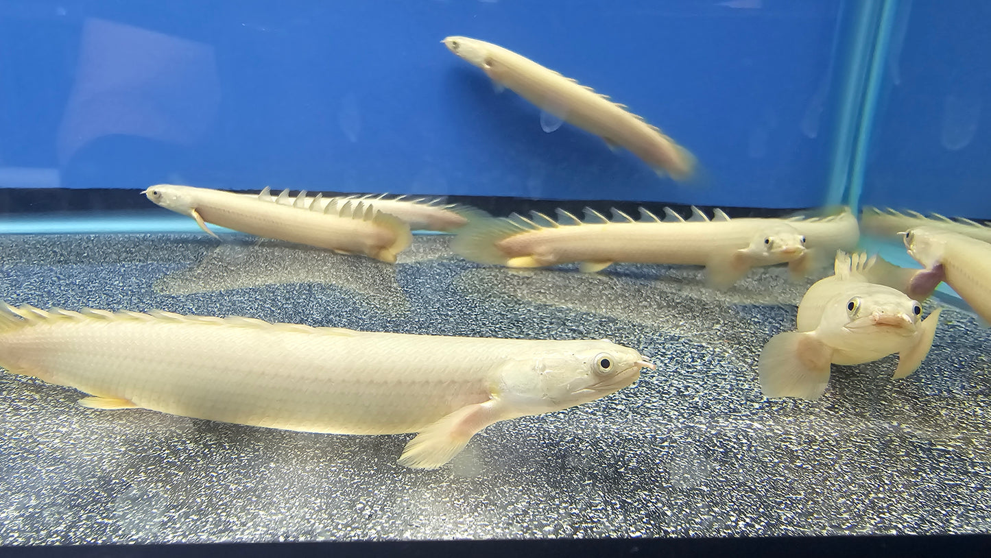 Platinum Senegalus