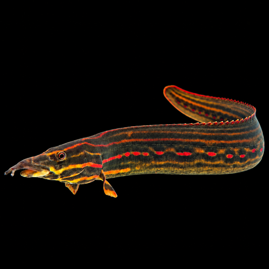 Fire Eel