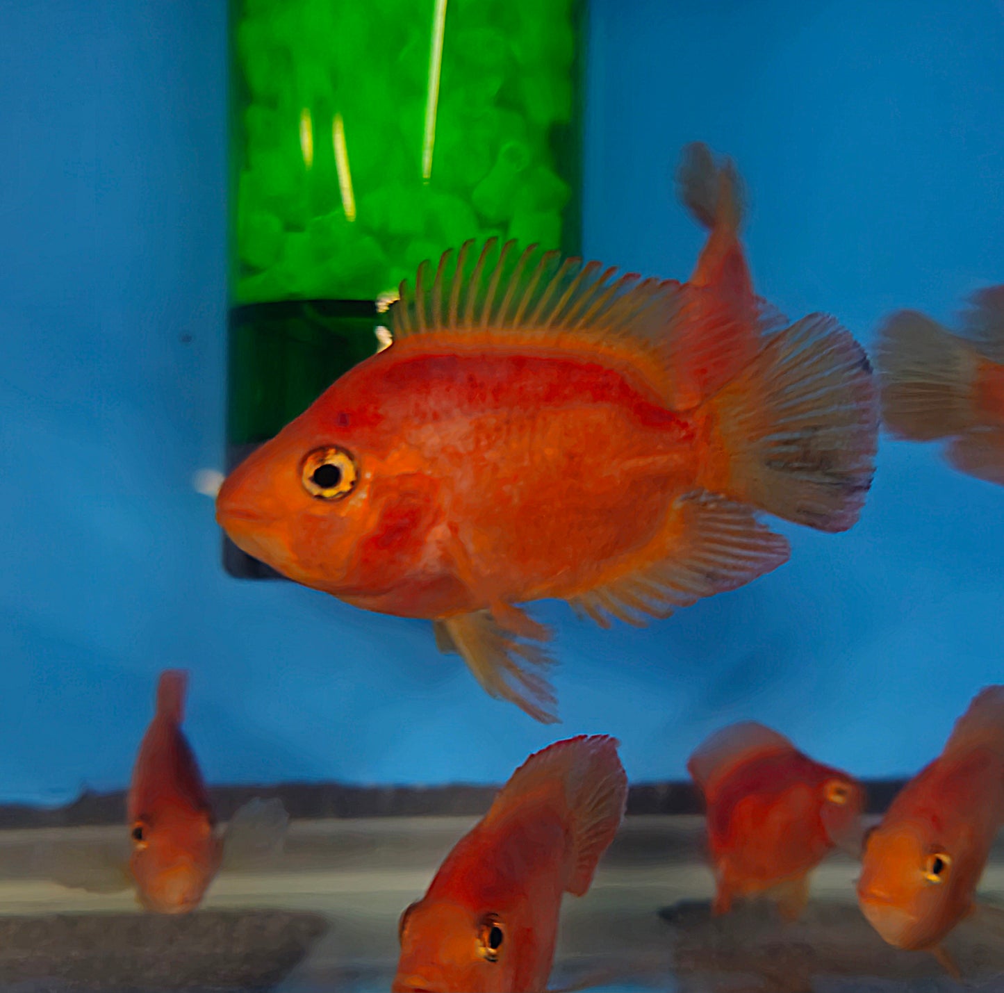 Blood Red Parrot Fish
