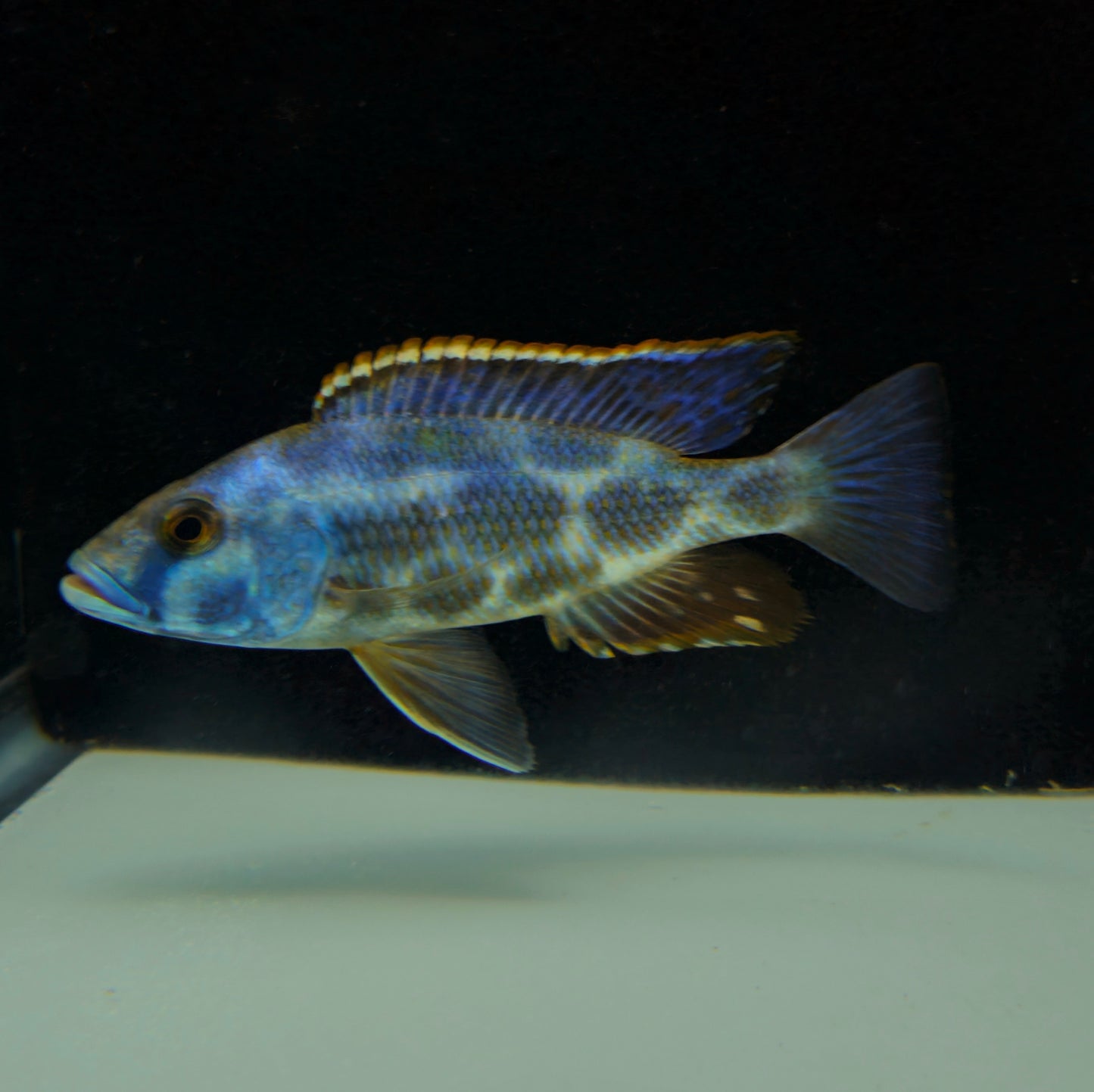 Livingstoni