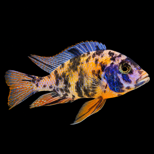OB Tangerine Tiger