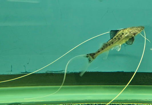 True Piraiba Catfish