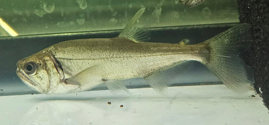 Payara Vampire Tetra