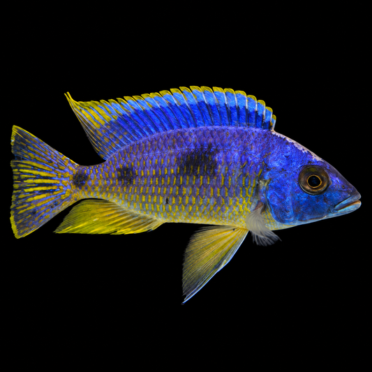Mpombo Big Spot Hap