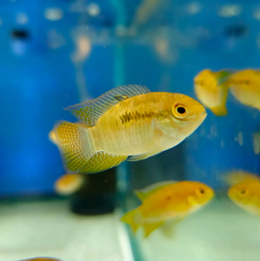 Curviceps