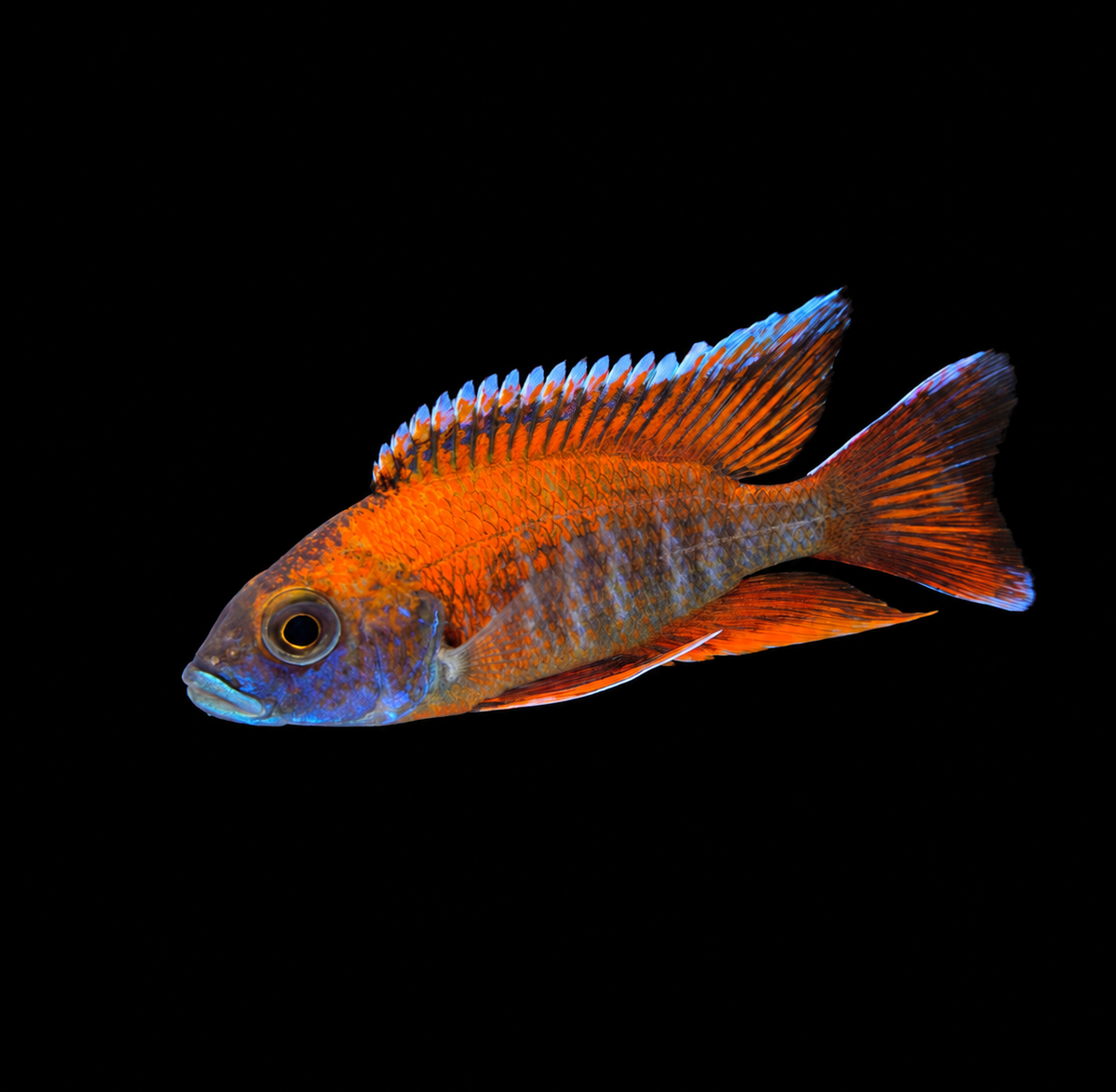 Eureka Red