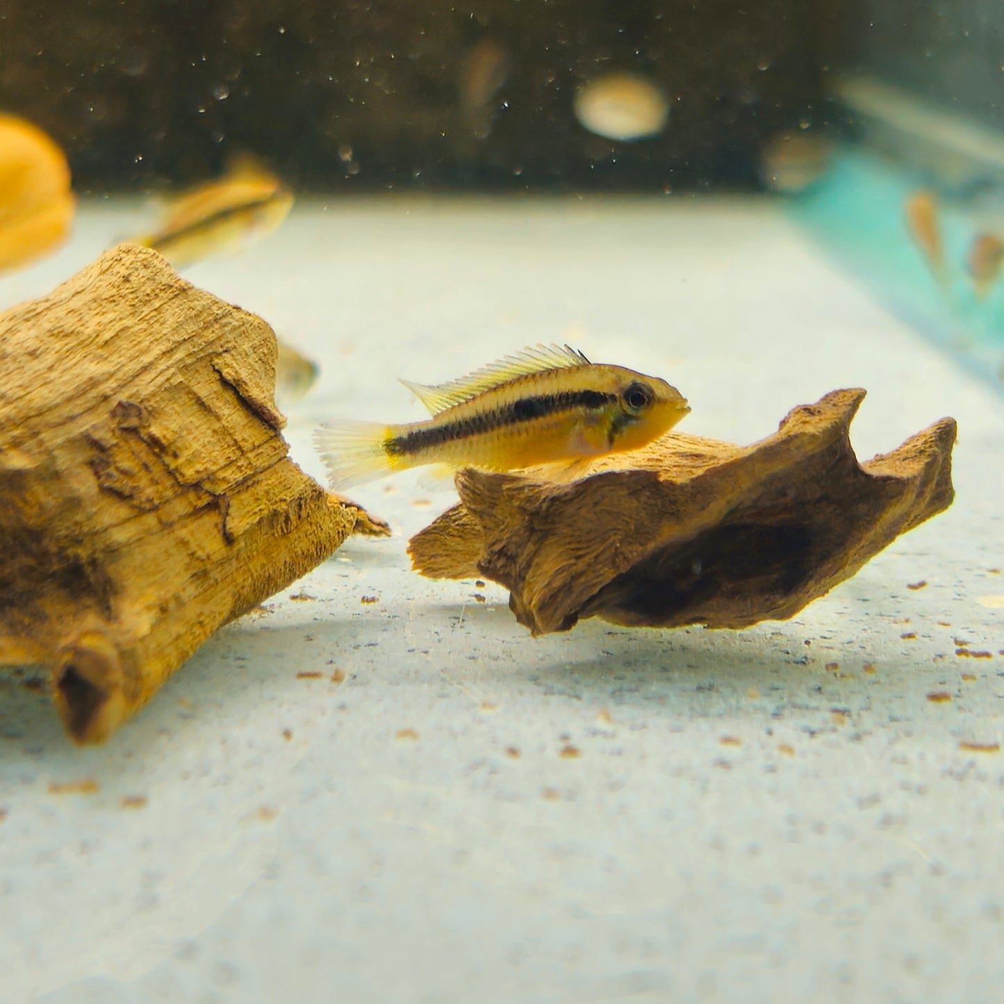 Double Red Apistogramma