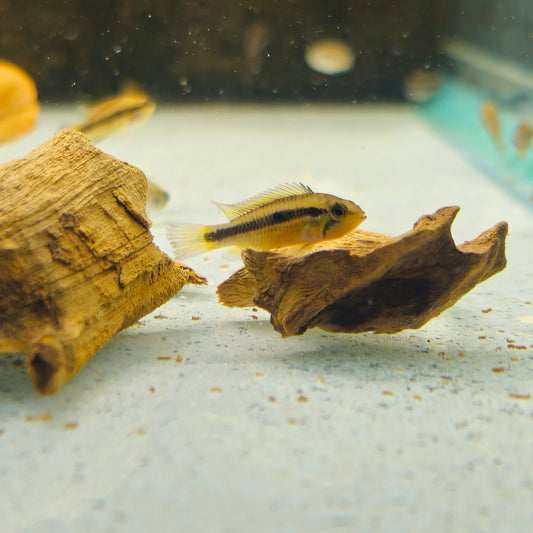 Double Red Apistogramma