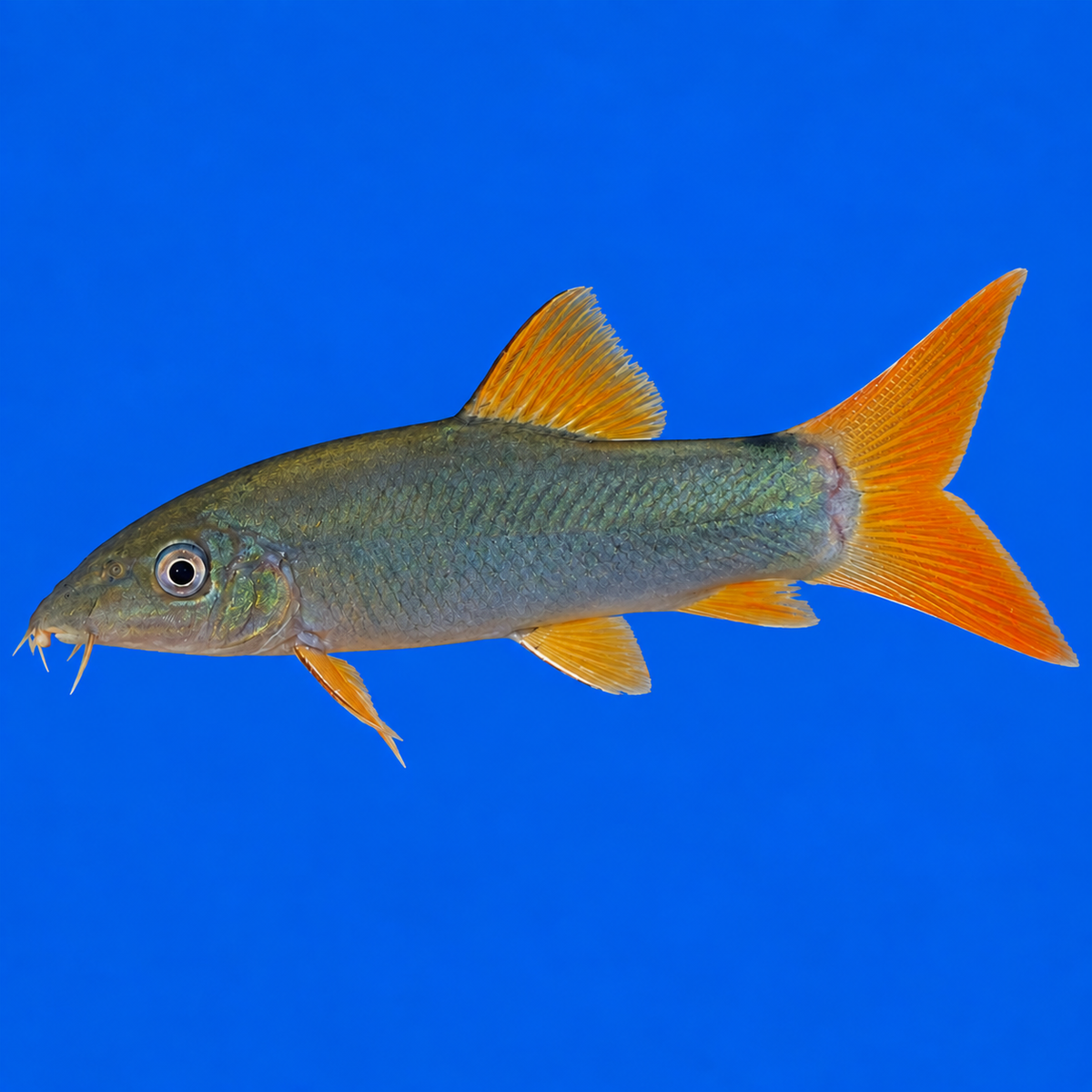 Red Tail Botia Loach