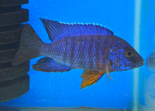 Blue Regal