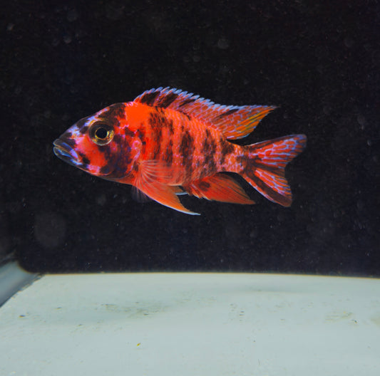 Red OB