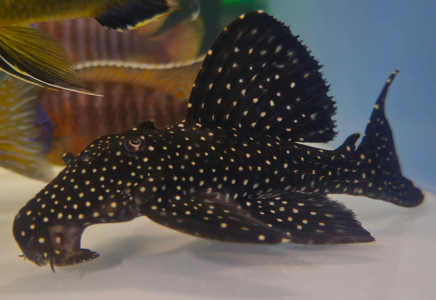 Galaxy Vampire Pleco