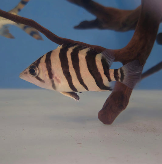 4 Bar Sumatra Datnoid AA