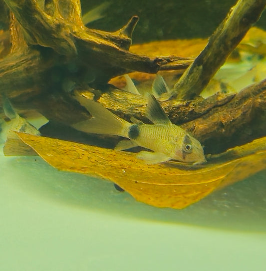Panda Veiltail Corydoras