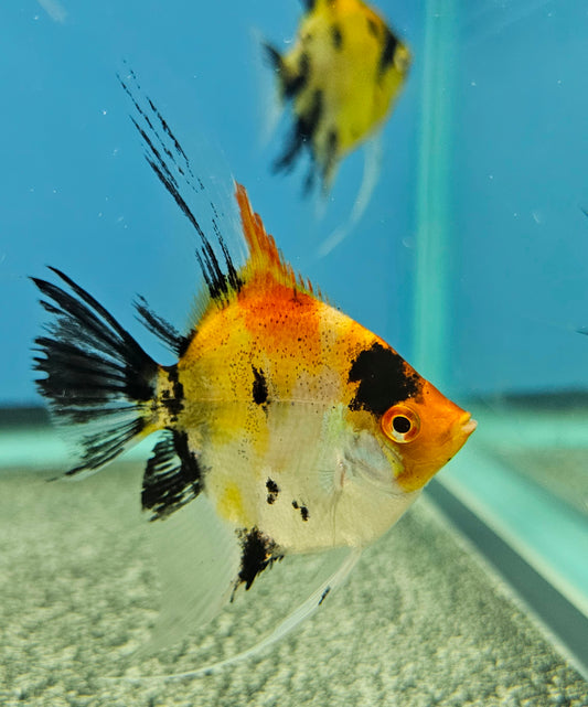 Red Devil Angelfish